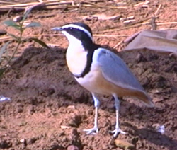 Egyptian Plover