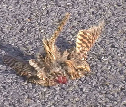Broken Nightjar