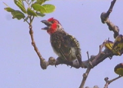 vieillot's Barbet