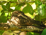 Maen Lake nightjar