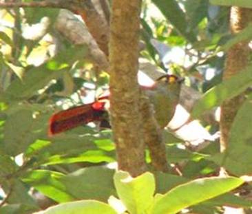 probable new species of Liocichla (allied to omeiensis)