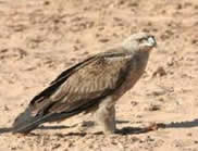 Tawny Eagle