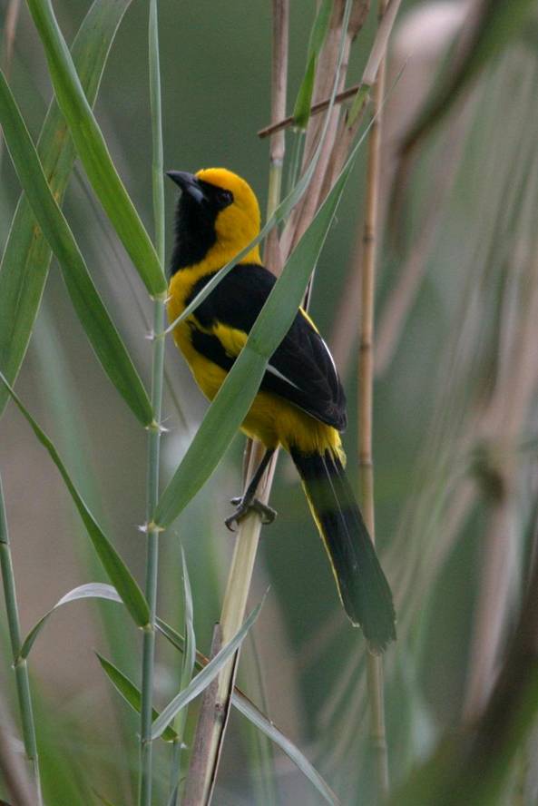 Yellow tailed Oriole.jpg