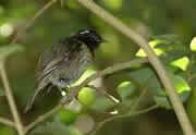 Stitchbird