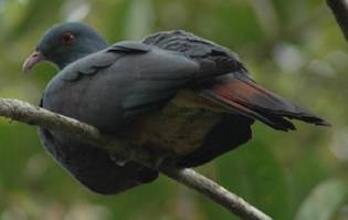 New Caledonian Imperial-pigeon