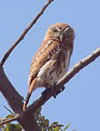 Peruvian Pygmy-Owl