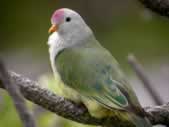 Atoll Fruit-Dove