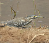 Striated Heron