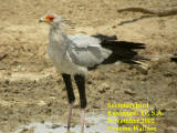 Secretary Bird