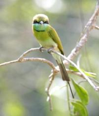 251 Little Green Bee-eater.jpg