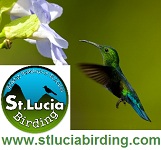 St Lucia Birding