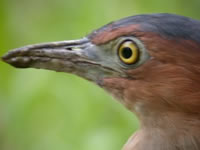 Malayan Night Heron 