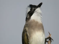 Light-vented Bulbul 