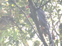 Taiwan Blue Magpie 