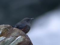 Blue Rock Thrush 