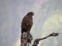 Crested Serpent Eagle