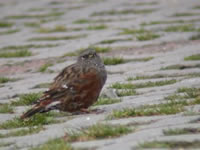 Alpine Accentor