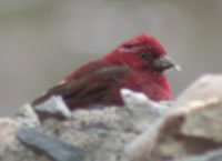 Vinaceous Rosefinch