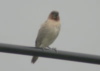 Scaly-breasted Munia