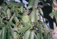 Green-eared Barbet 