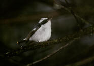 Little Pied Flycatcher