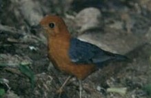 Orange-headed Thrush