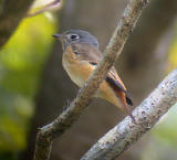 Ferruginous Flycatcher