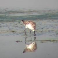 Spoon-billed Sandpiper