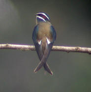 Whiskered Tree Swift