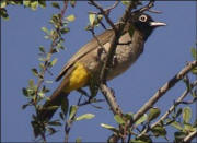 White-spectacled Bulbul