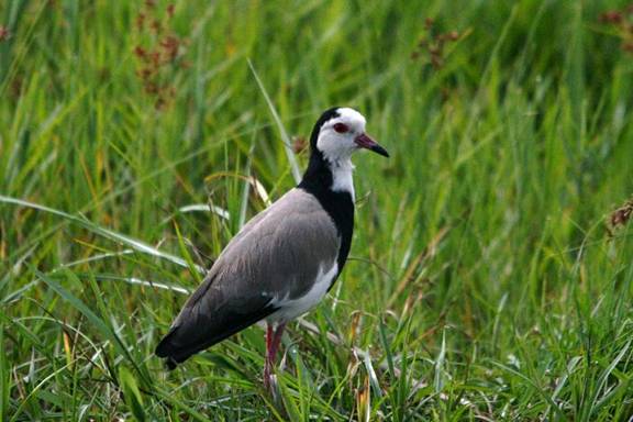 LONG TOED PLOVER