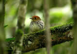 Scallop-breasted Antpitta